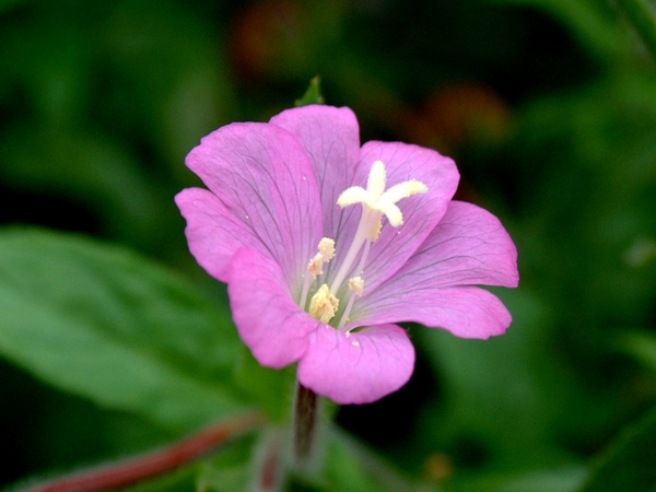 Epilobium hirsutum